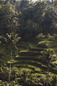 Print Campos de Arroz Bali 2