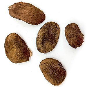 Fava Abere Semente Ritualistica
