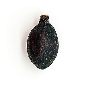 Fava Omolu Obaluae Semente Ritualistica