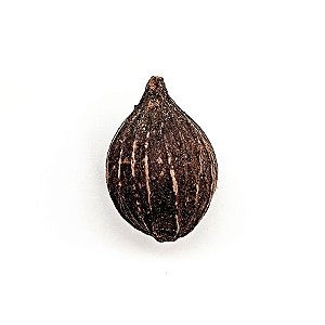 Fava da Alegria Erê Semente Ritualistica