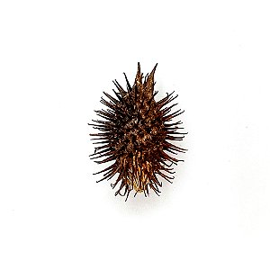 Fava Comigo Ninguem Pode Semente Ritualistica