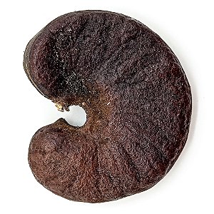 Fava Orelha Ofá Semente Ritualistica