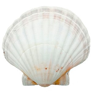 Concha Shell Marinha Fundo Branco Natural do Mar