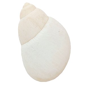 Casca Ibi Africano Concha De Caramujo Igbin