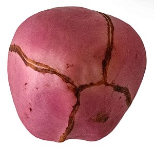 Obi Obata Fruto Africano Com Quatro Lados 1UN