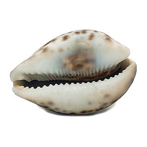 Búzio Africano Adjé Médio Olho de Tigre Unidade