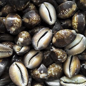 Búzio Africano Pequeno Unidade