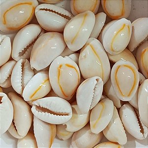 Búzio Pombo Terra Fechado Pacote C/ 100g Búzios Natural