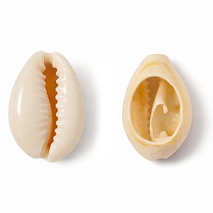 Búzio Pombo Terra Aberto 1UN Búzios Natural