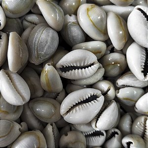 Búzio Pombo Verniz Unidade