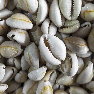 Búzio Pombo Cozido Unidade