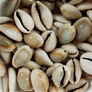 Búzio Olho de Pombo Fechado Pacote C/ 100g Búzios Escuro Natural