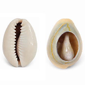 Búzio Olho de Pombo Aberto 1UN Búzios Escuro Natural