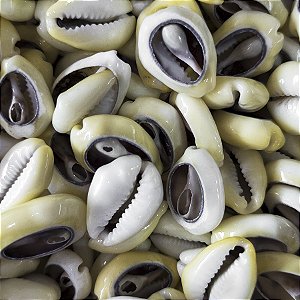 Búzio Pombo Branco Aberto Unidade