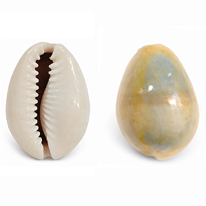 Búzio Olho de Pombo Fechado 1UN Búzios Escuro Natural