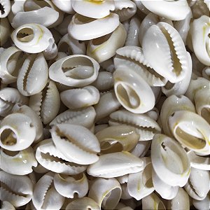 Búzio Gema Grande Unidade