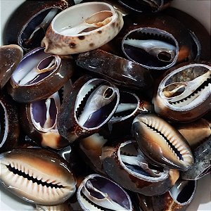Búzio Africano Aberto Pacote C/ 100g Búzios Marrom Natural