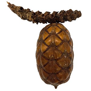 Fava Pinha Odé Semente Ritualistica 1Un Oxossi
