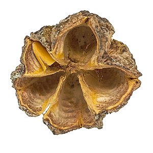 Fava Ossaim Casca Semente Ritualistica 1Un
