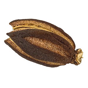 Fava Obara Semente Ritualistica 1Un