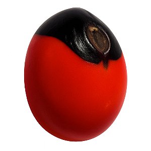 Fava Olho De Pombo Semente Ritualística