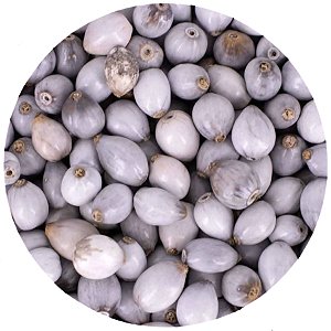 Pacote 50un C/ Furo Semente de Lágrima de Nossa Senhora