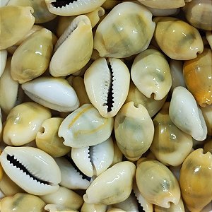 Búzio Gema Fechado Pacote C/ 100g Búzios Natural