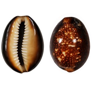 Búzio Africano Fechado 1UN Búzios Marrom Natural