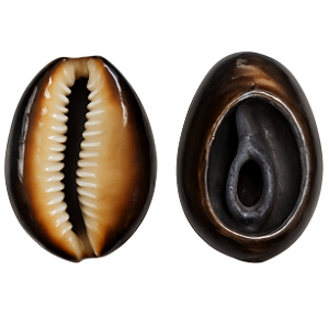 Búzio Africano Aberto 1UN Búzios Marrom Natural