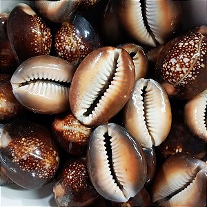 Búzio Africano Fechado Pacote C/ 100g Búzios Marrom Natural