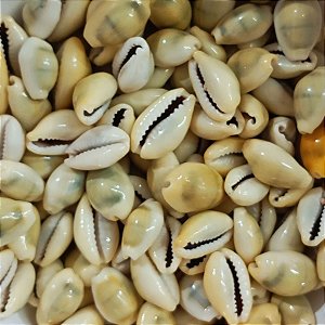 Búzio Gema Pequeno Fechado Pacote C/ 100g Búzios Natural