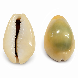 Búzio Gema Fechado 1UN Búzios Natural