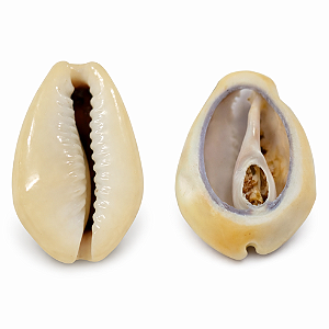 Búzio Gema Aberto 1UN Búzios Natural