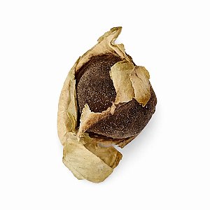 Fava Chama Dinheiro Semente Prosperidade Ritualística 1Un