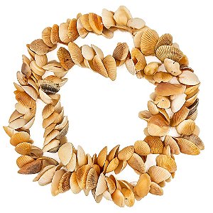 Fio de Conchas Naturais Colar Iemanjá Conchinhas Praia
