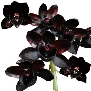 Orquidea Negra Catasetum Fredcla. After Dark - Adulta