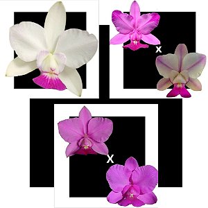 Kit de 3 Cattleya Walkeriana Selecionados Cod 03