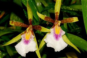 Orquidea Aspasia Silvana