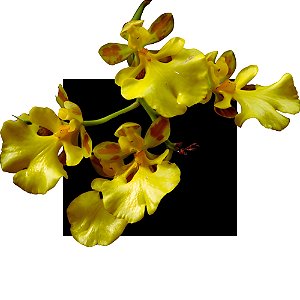 Orquides Oncidium Orthostates