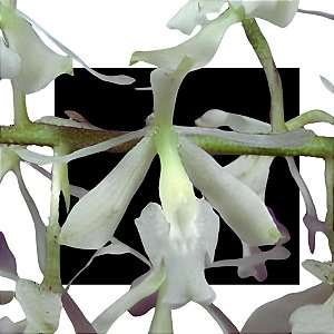 Epidendrum Lanipes