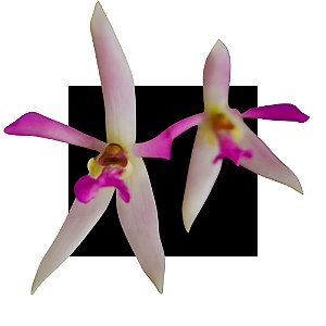 Orquidea Leptotes Pohlitinocoi