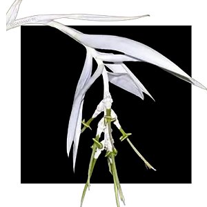 Bromelia Zebrina Albina