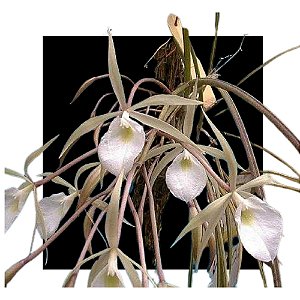 Brassavola Fragans