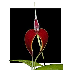 Bulbophyllum Masdevalliaceum