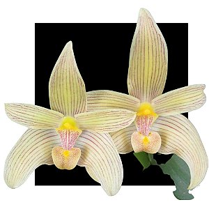 Orquidea Bulbophyllum Siamense
