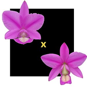Cattleya Nobilior Splash df x Lori