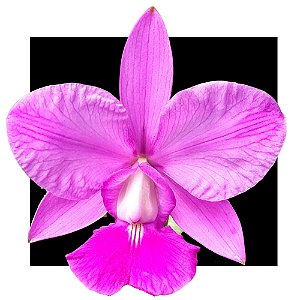 Cattleya Walkeriana Flamea DF x Flamea Tres Lagoas