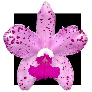 Cattleya Amesthistoglossa Tipo