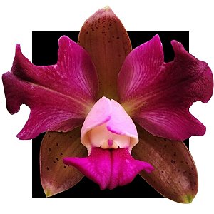 Cattleya Leopoldii Labeloide x Labeloide