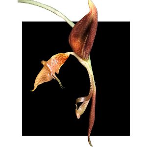 Gongora Quiquinervis